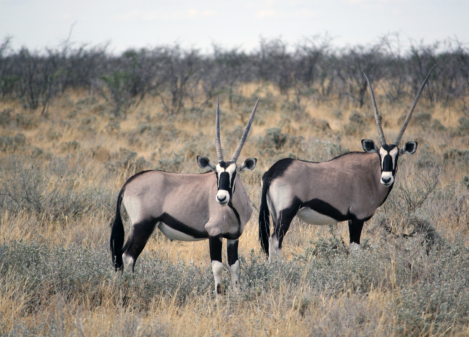 Oryx-Antilopen in Namibia