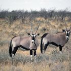 Oryx-Antilopen in Namibia