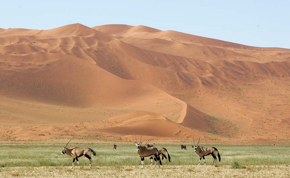 Oryx Antilopen in Sossusvlei (Namibia)