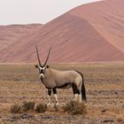 Oryx at Sossusvlei