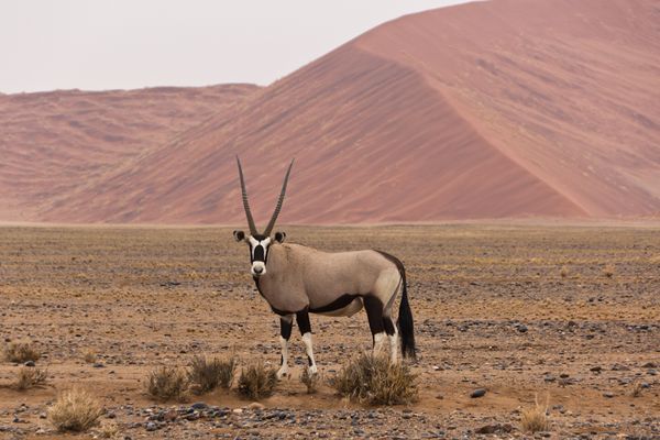 Oryx at Sossusvlei