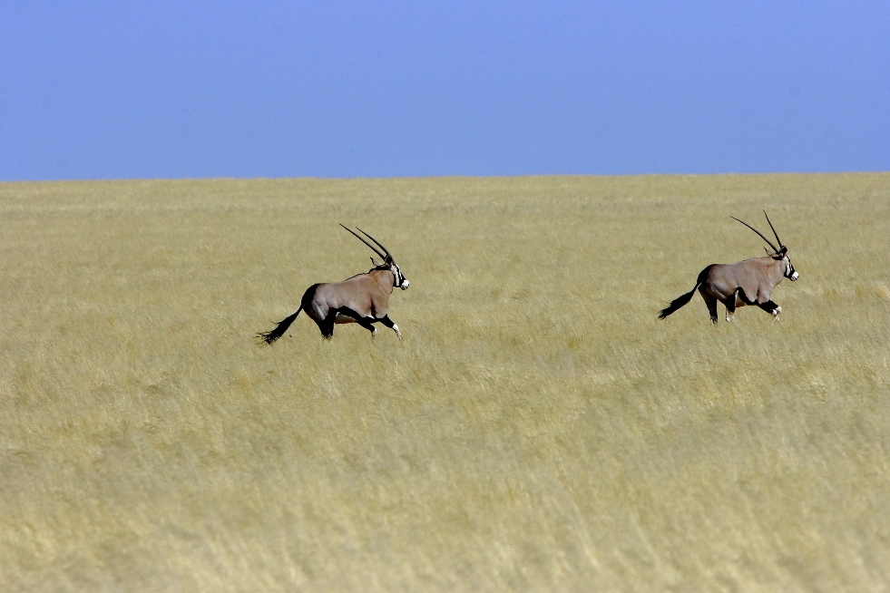 ...Oryx auf der Flucht....