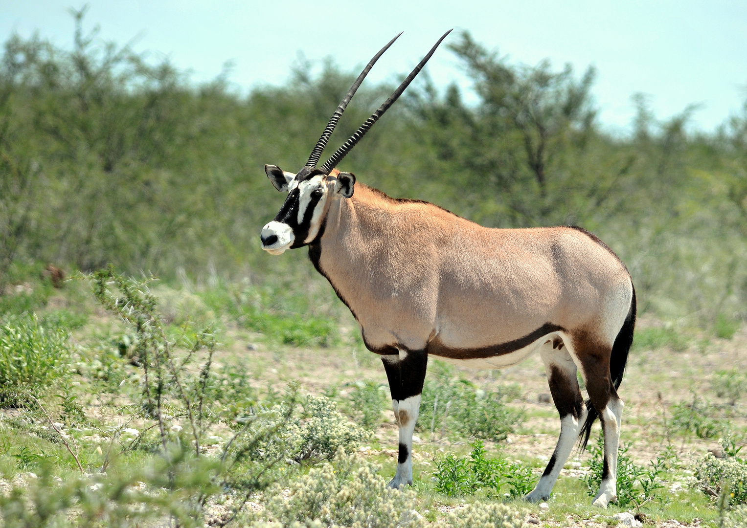 Oryx