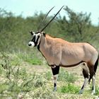 Oryx