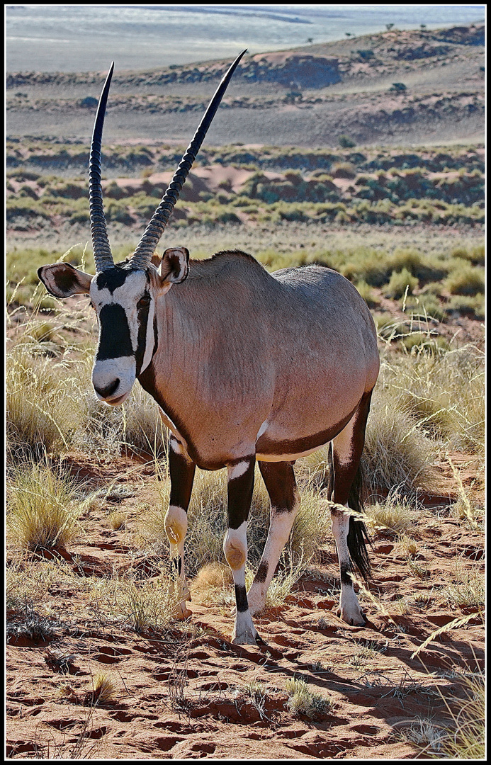 Oryx Foto & Bild world, namibia, wolwedans Bilder auf