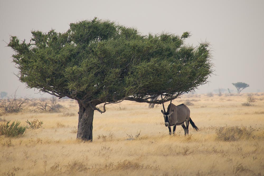 Oryx Baum im Etosha NP Namibia