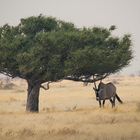 Oryx Baum im Etosha NP Namibia