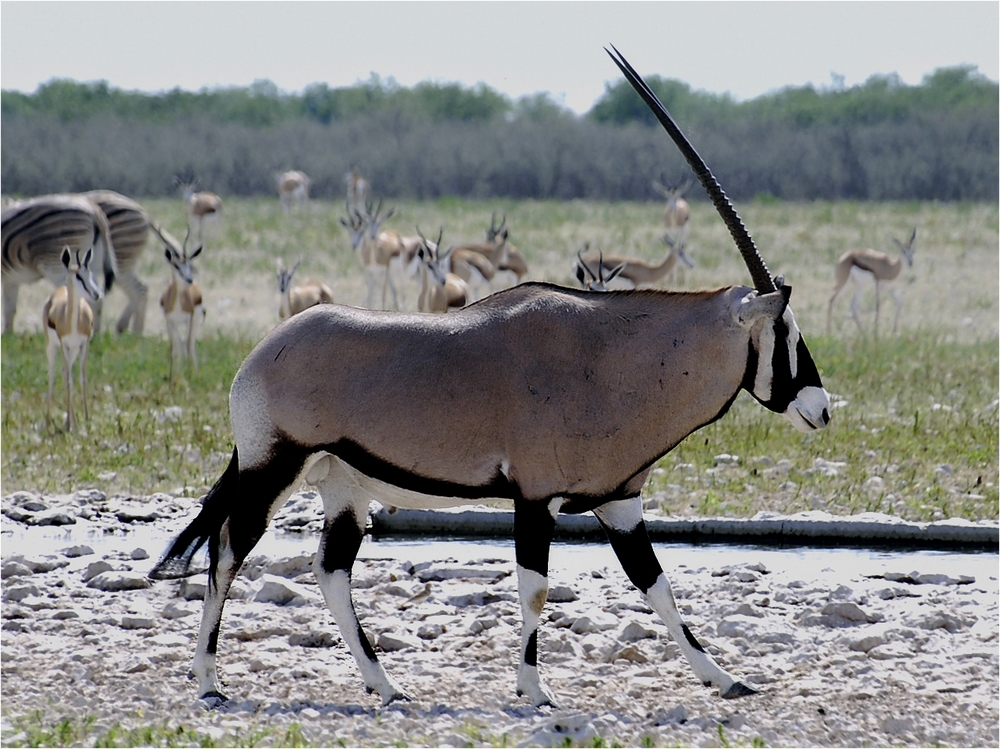 Oryx