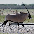 Oryx