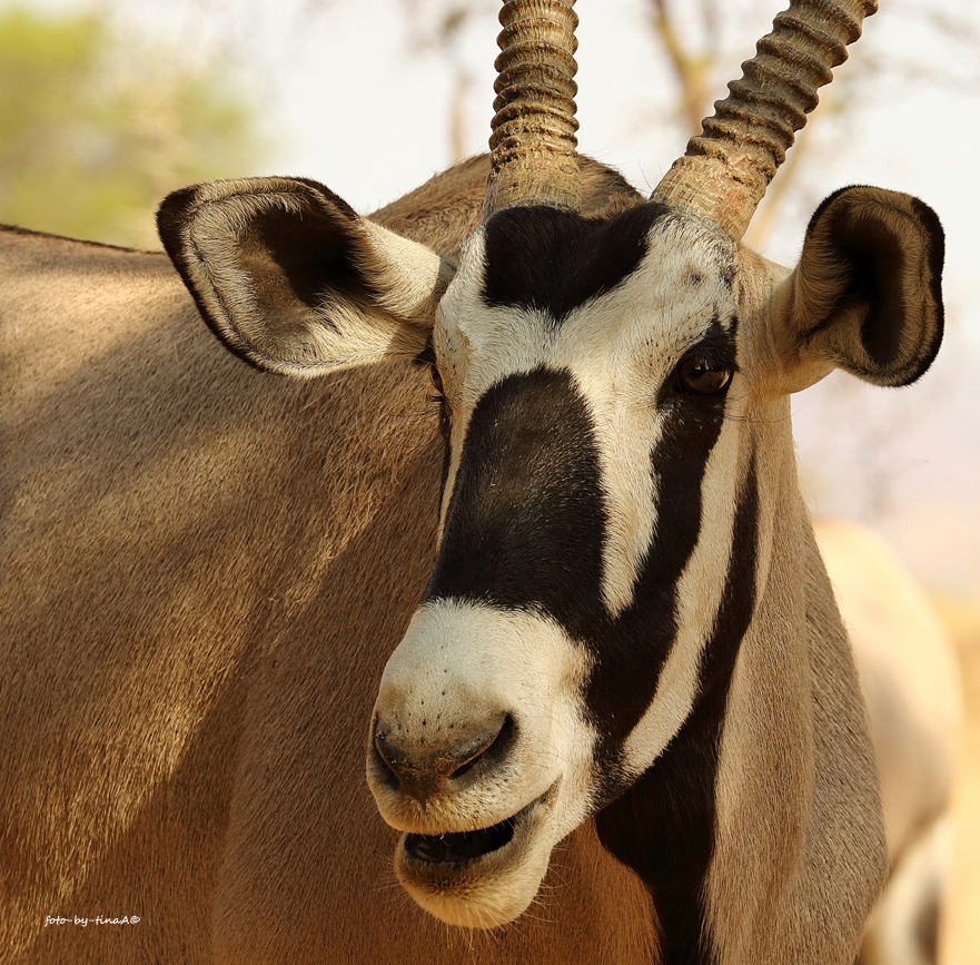 Oryx close up