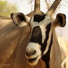 Oryx close up