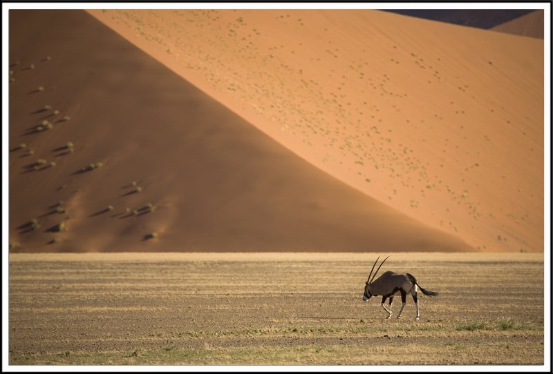 Oryx dans le desert du Namib