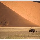 Oryx dans le desert du Namib