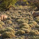 Oryx, die für mich schönste Antilope Afrkas