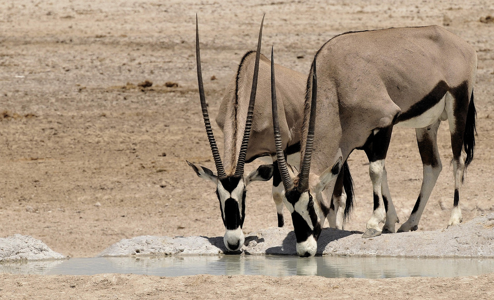 Oryx-Duo am Wasserloch