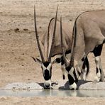 Oryx-Duo am Wasserloch