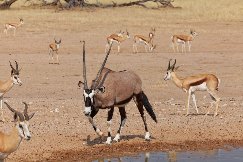 Oryx Foto & Bild world, natur, south africa Bilder auf