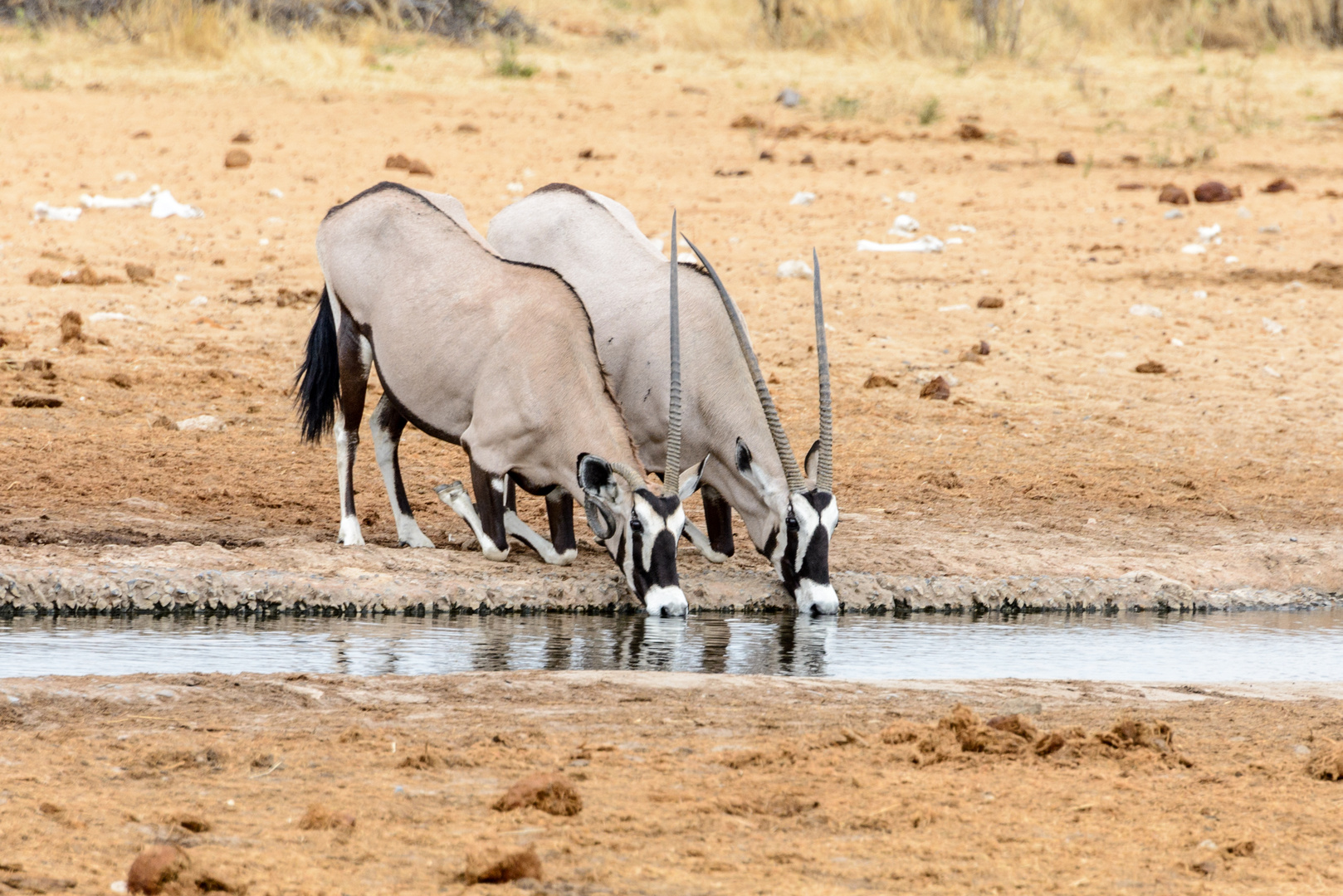 Oryx-Etosha