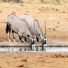 Oryx-Etosha