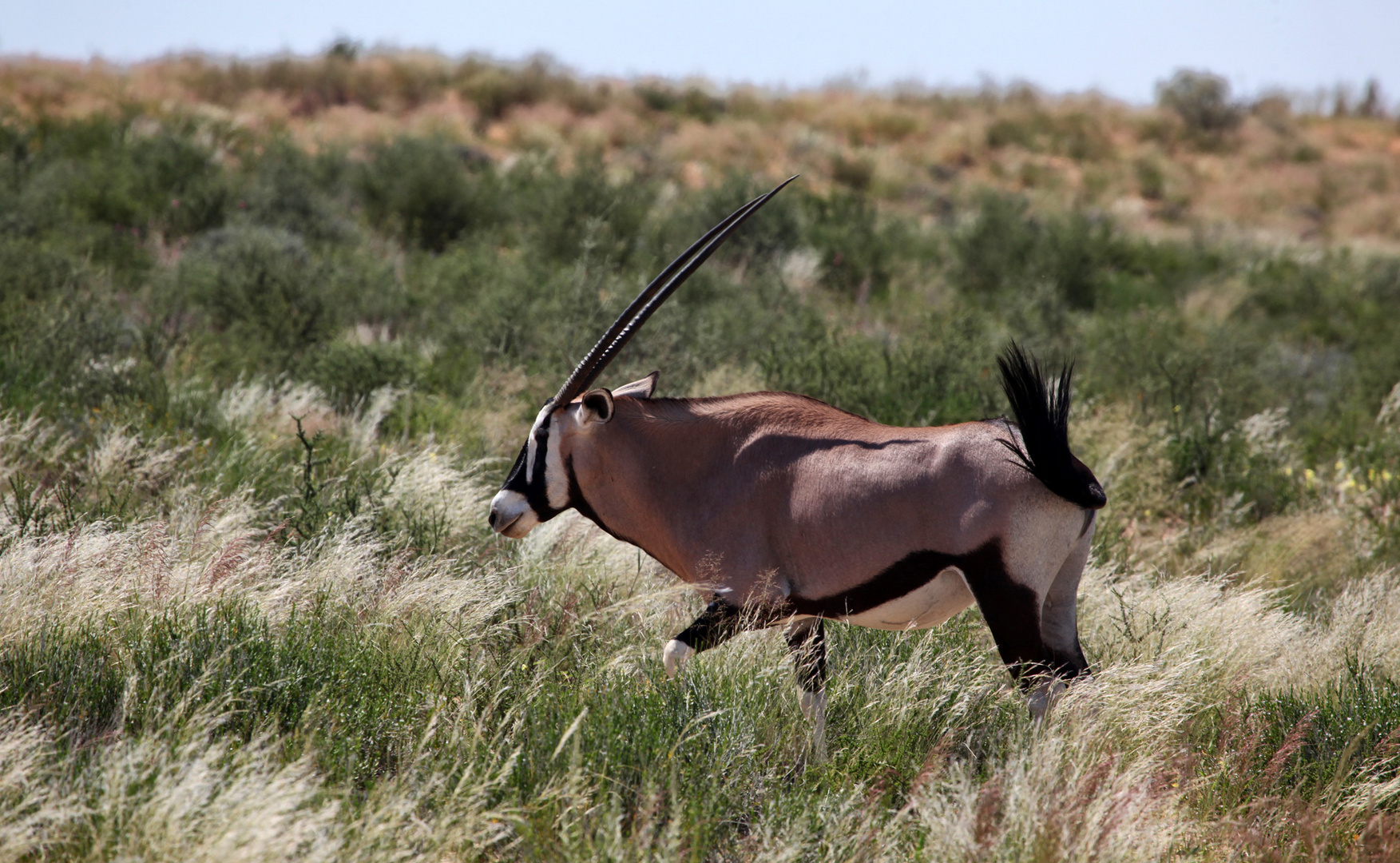 Oryx