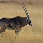 Oryx gazella