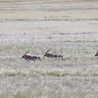 Oryx gazella in tall grass