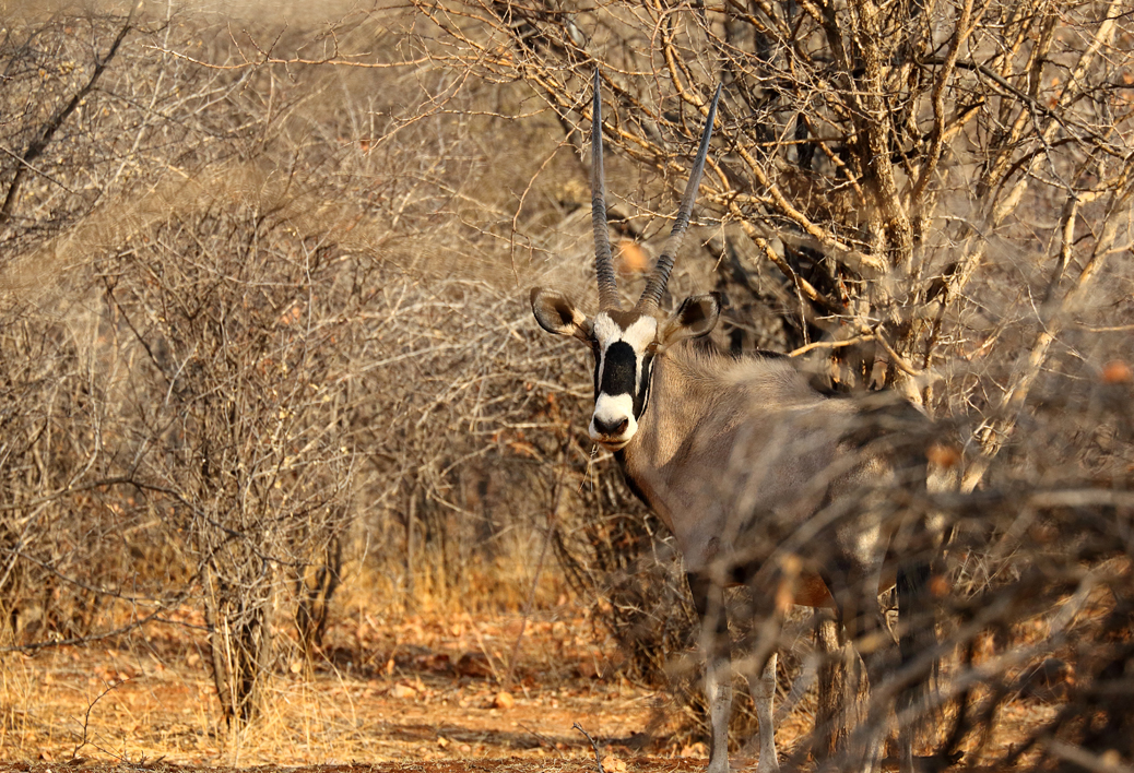 Oryx - Gelukspoort Gästefarm