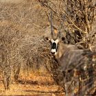 Oryx - Gelukspoort Gästefarm