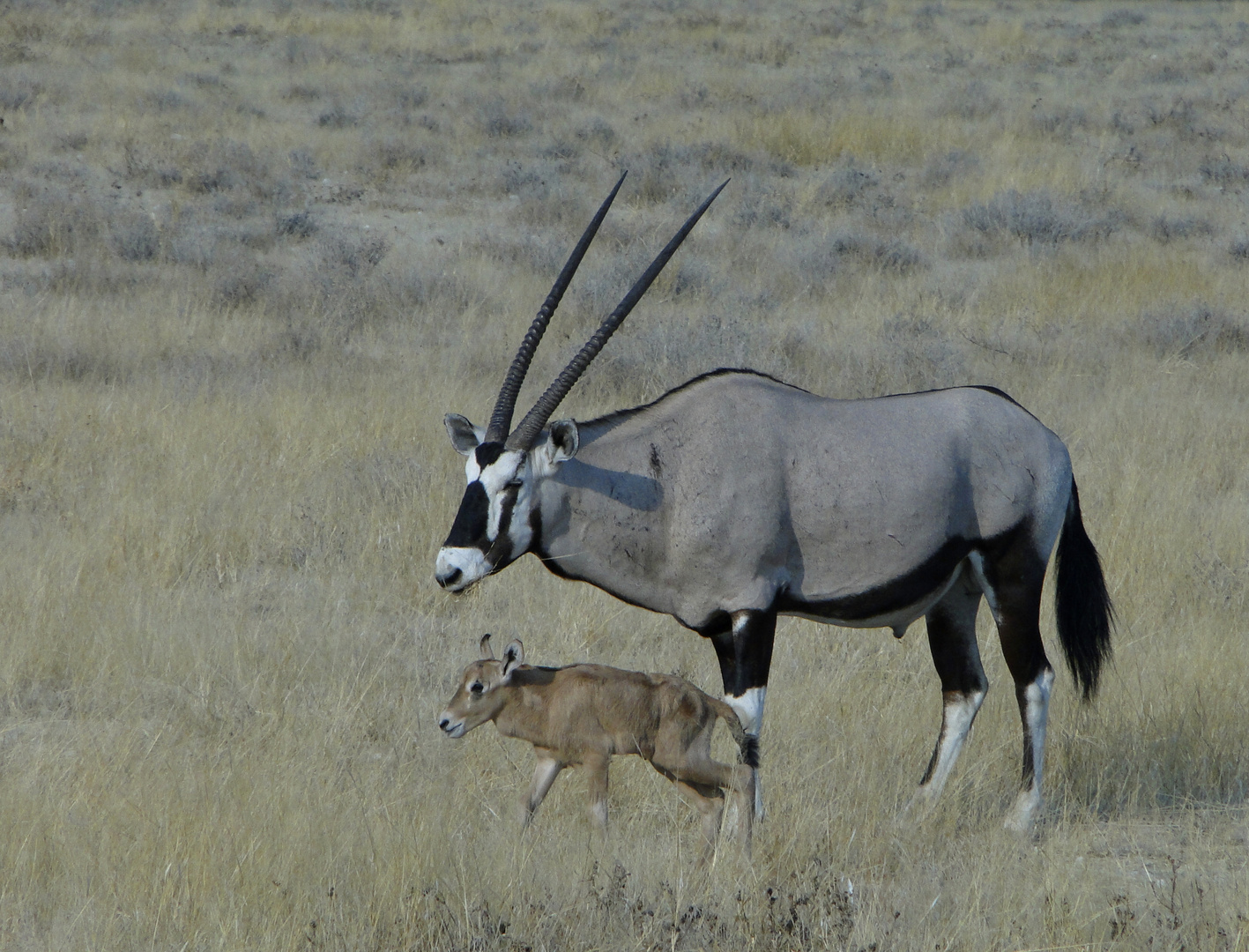 Oryx (Gemsbock) mit Jungem...