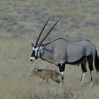Oryx (Gemsbock) mit Jungem...