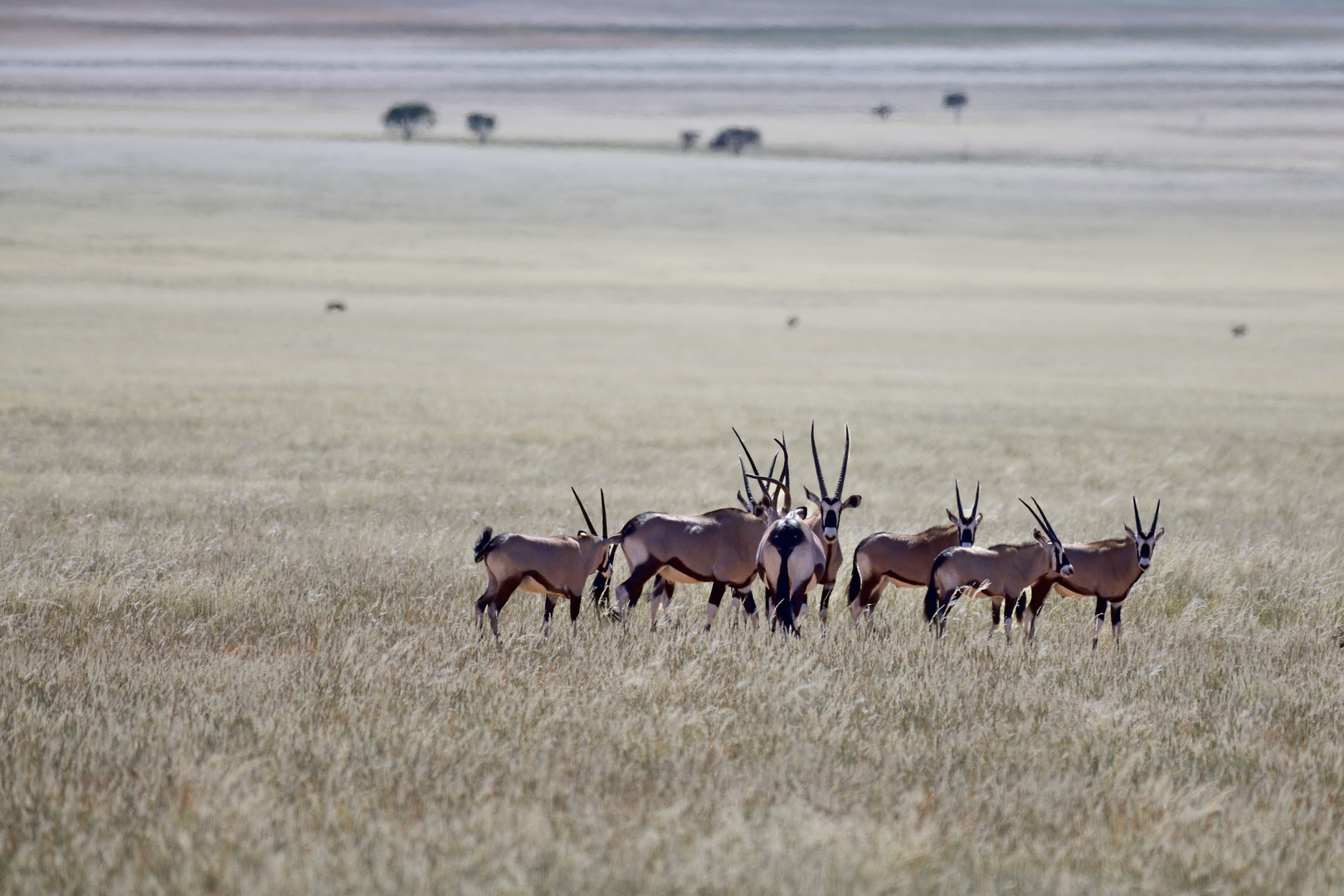 Oryx herd