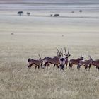 Oryx herd