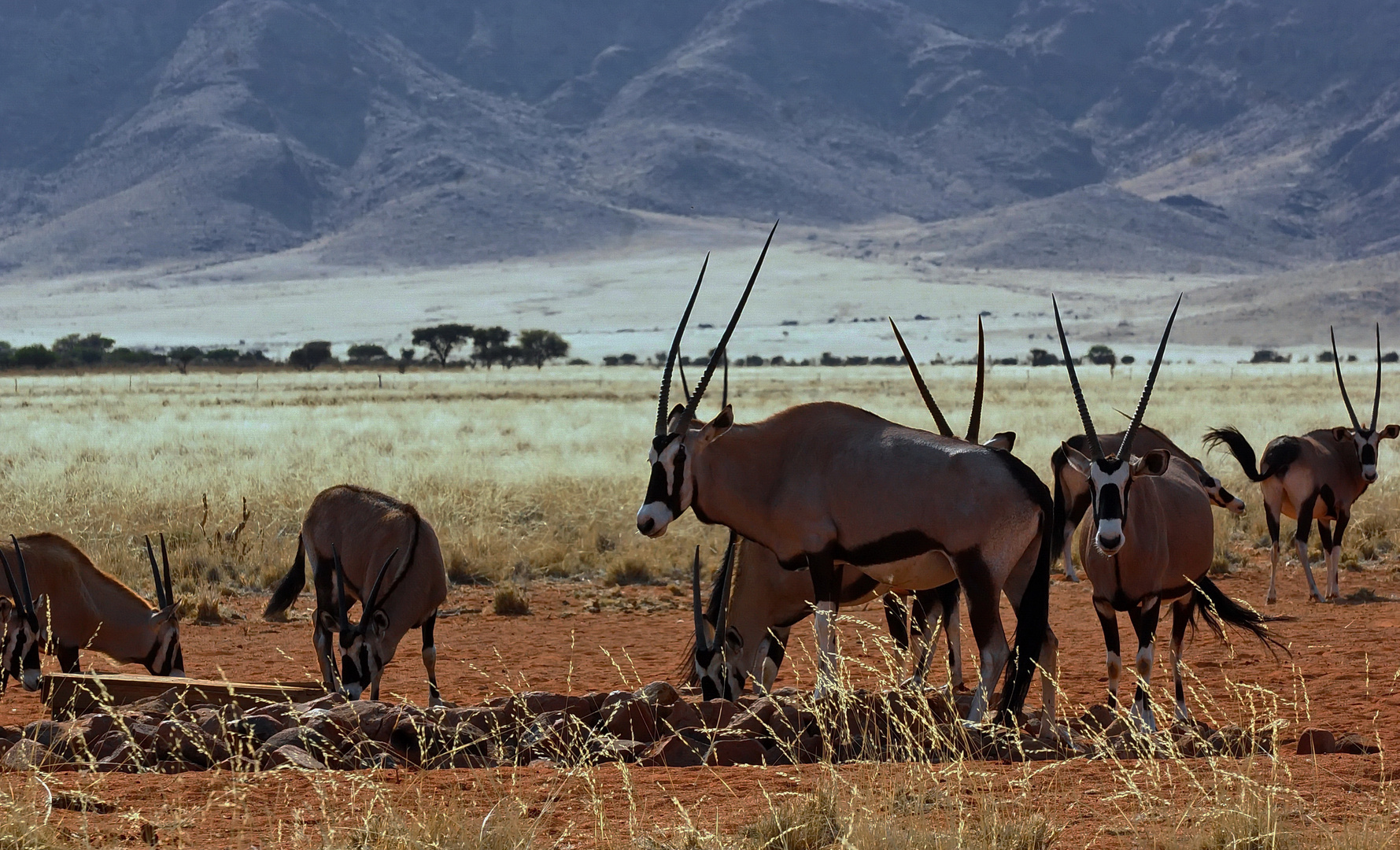 Oryx-Herde bei Wolwedans (Private Camp)