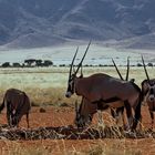 Oryx-Herde bei Wolwedans (Private Camp)