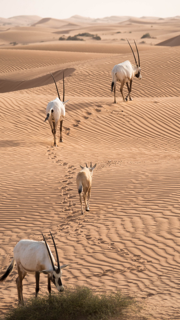 Oryx Herde in Dubai