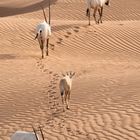 Oryx Herde in Dubai