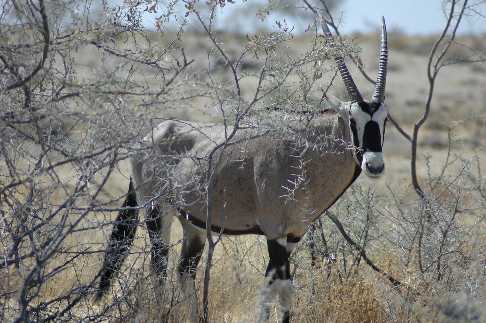 Oryx hinter im Busch