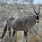 Oryx hinter im Busch