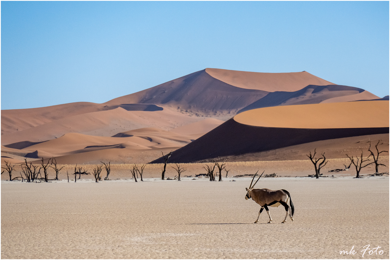 Oryx im Deadvlei in Namibia