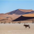 Oryx im Deadvlei in Namibia