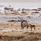 Oryx im Etosha Nationalpark