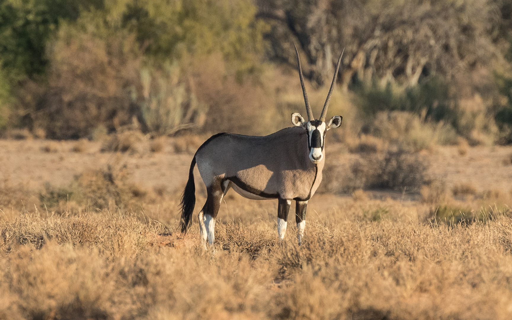 Oryx im frühen Morgenlicht