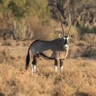 Oryx im frühen Morgenlicht