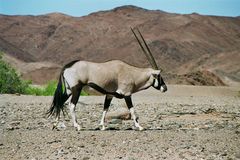 Oryx im Hoanib