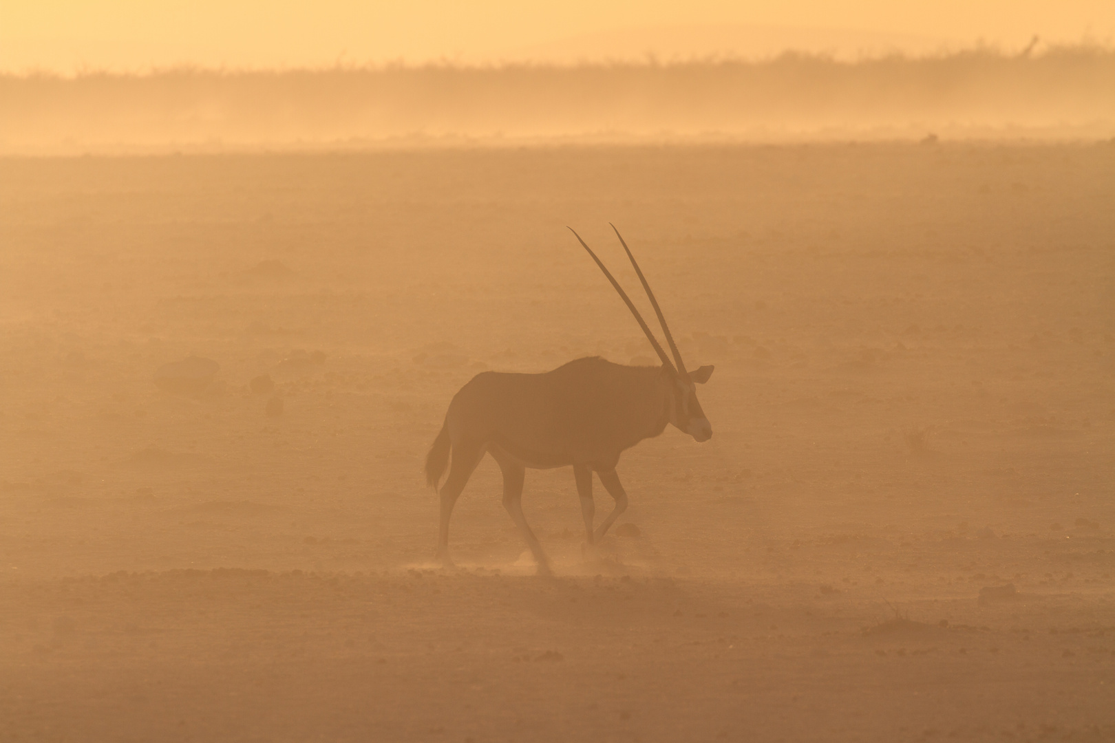 Oryx im Sandsturm