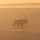 Oryx im Sandsturm