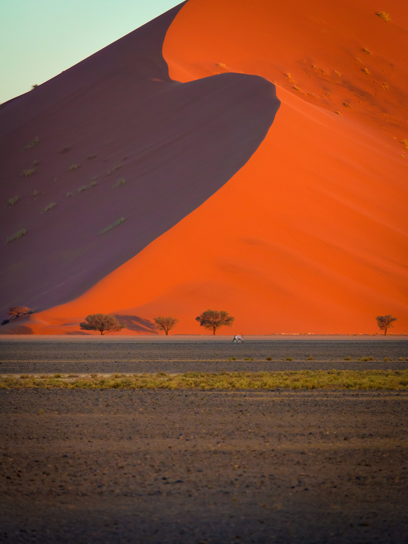 Oryx im Sonnenuntergang