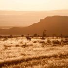 Oryx im Sonnenuntergang