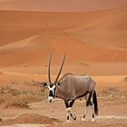 Oryx im Sossusvlei
