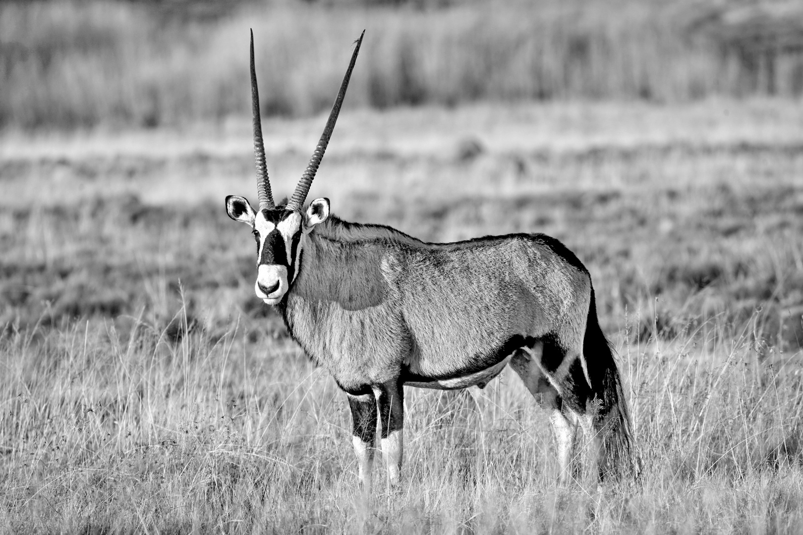 Oryx in Afrika 